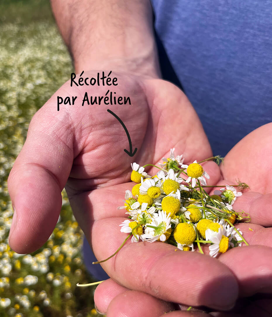 Aurélien, producteur de camomille, tient les fleurs dans ses mains