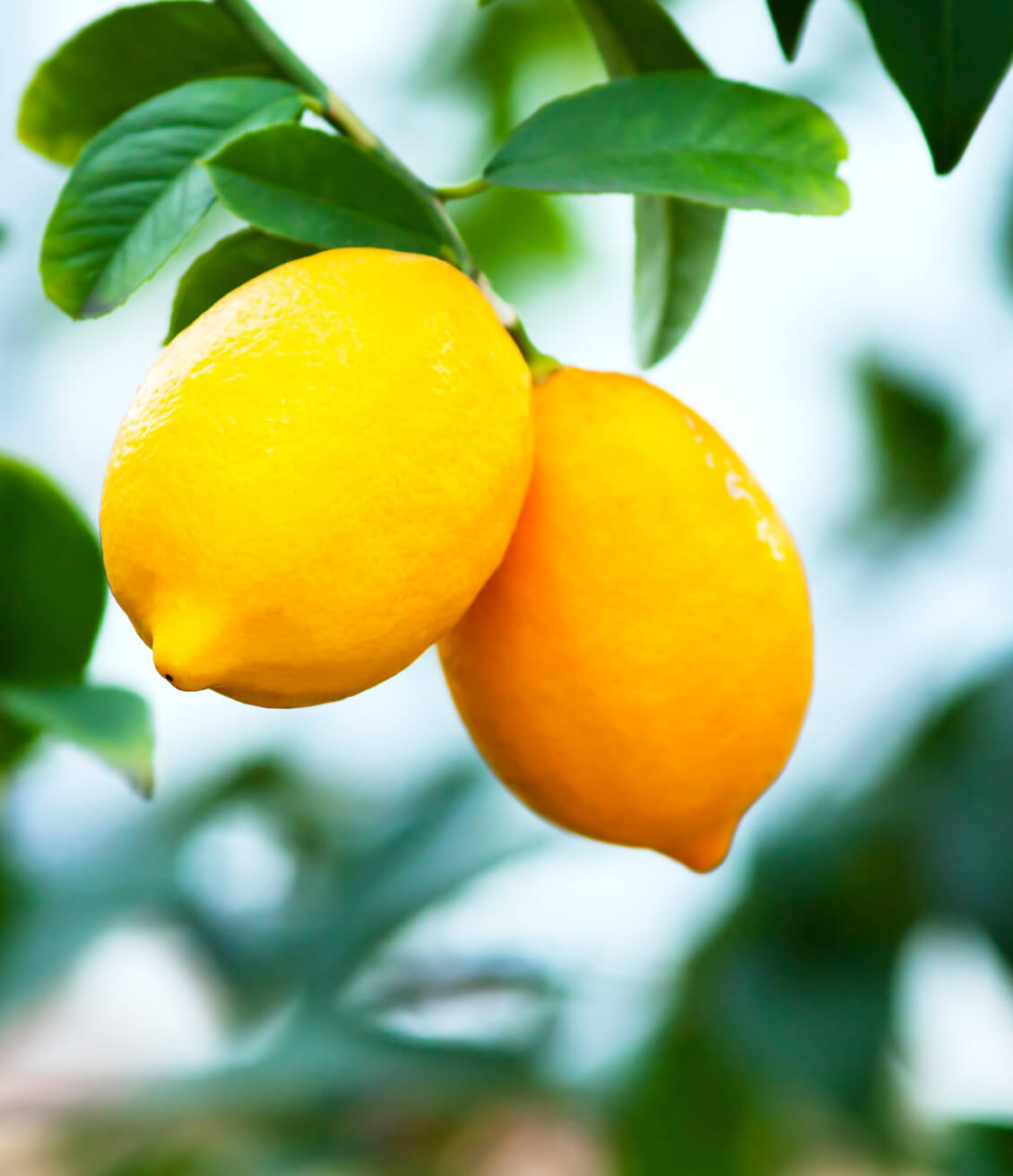 Grappe de Citrons jaunes, espèce Citrus Lemon