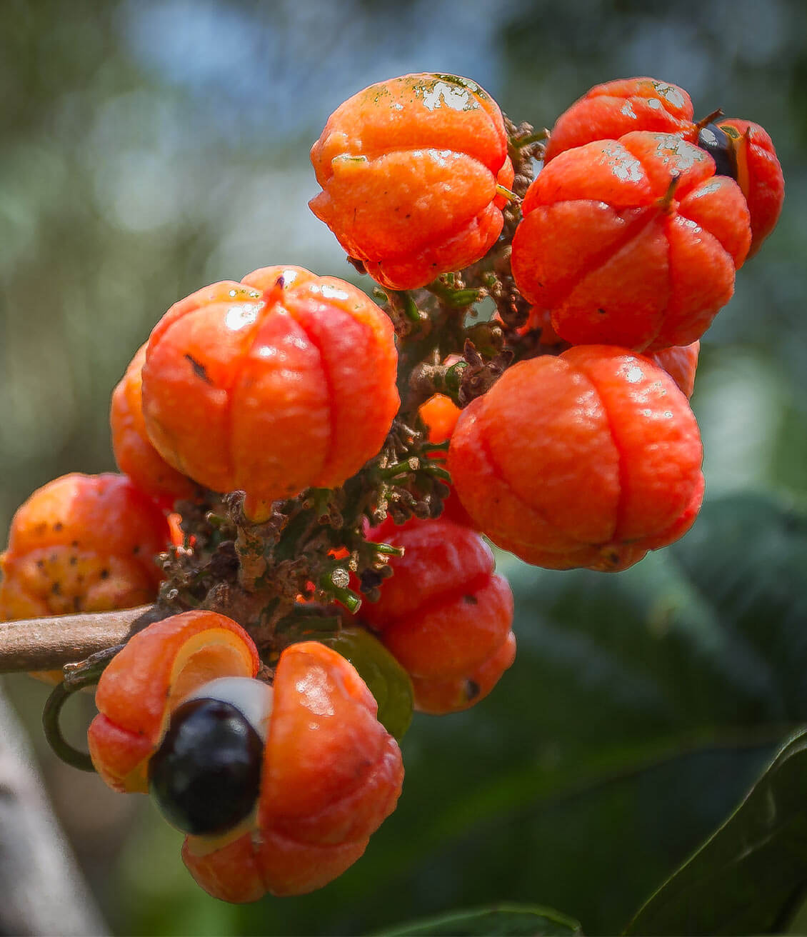 Le guarana est une plante originaire du Brésil, dont les graines des fruits jaune orangé ont des vertus stimulantes